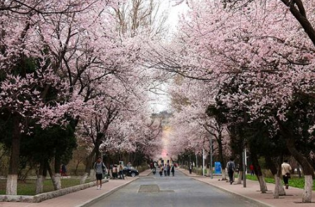 2018武汉大学樱花节门票多少钱 武汉大学樱花节攻略