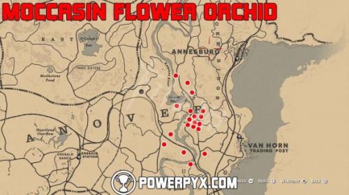 《荒野大镖客2》全稀有花朵位置地图标注 稀有花朵位置推荐