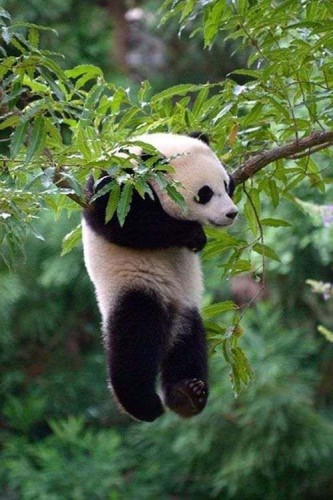发熊猫啦：《动物园之星》体验真实动物园经营