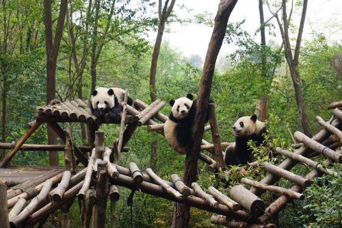 发熊猫啦：《动物园之星》体验真实动物园经营