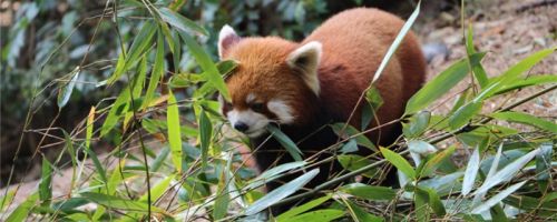 手游信息：森林驿站7月15日答案 小熊猫是属于什么科?