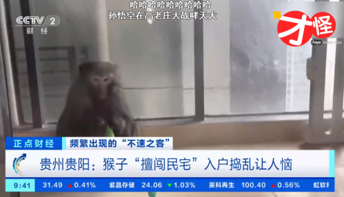 未曾想过的道路！刘飞儿因野猴事件喜提央视新闻，第一个上C站还没被封的主播？