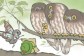 旅行青蛙蜗牛蜜蜂乌龟喜欢吃什么 旅行青蛙ssr照片获得攻略